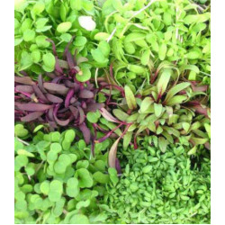 Микрозелень Пикантная