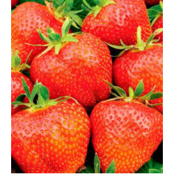 Земляника крупноплодная Гигантелла