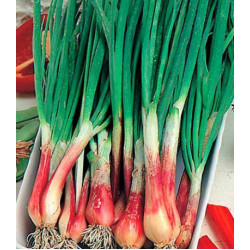 Лук перо Русское застолье