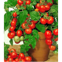 Томат карликовый Бэйби Скарлет F1