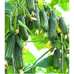 Огурец Домашнее чудо F1