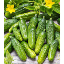 Огурец Алтай