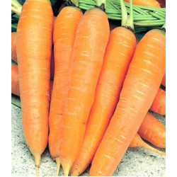 Морковь Алтайская лакомка