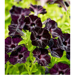 Петуния многоцветковая Черная вишня F1