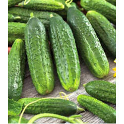Огурец Хрустящий король F1