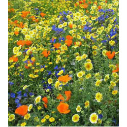 Газон Мавританский