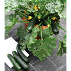 Кабачок Патио Стар F1
