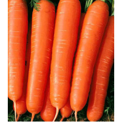 Морковь Мармелад красный