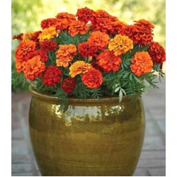 Бархатцы Огненный шар