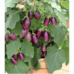 Баклажан Бэйби Вайолет F1