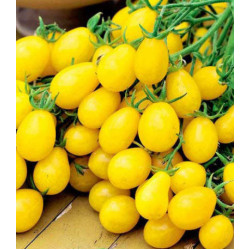 Томат Сладкая гроздь золотая