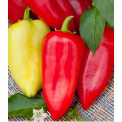 Перец сладкий Морозко