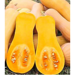 Тыква Атлас F1