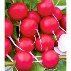 Редис Всесезонный