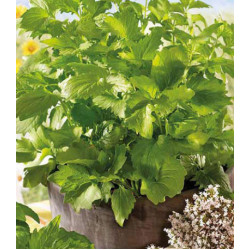 Валериана Спокойный сон