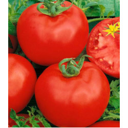 Томат Алтайский красный