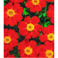 Бархатцы Диско Ред