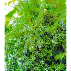 Укроп Геркулес