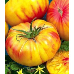 Томат Медовый салют