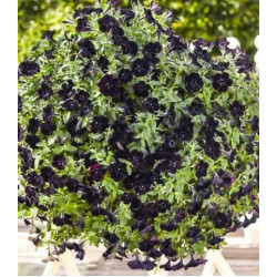 Петуния крупноцветковая Блэкберри F1