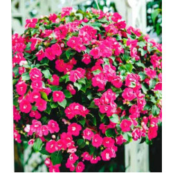 Бальзамин Уоллера ампельный Викториан розовый