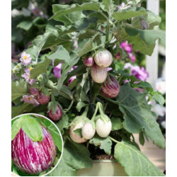 Баклажан Бэйби Страйп F1