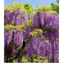 Глициния китайская