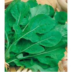 Индау (рукола) ку��ьтурная Итальянская