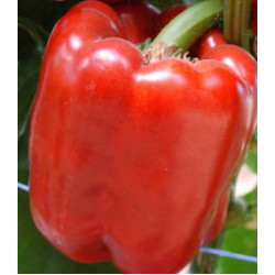 Перец сладкий Красный бык