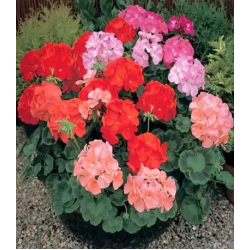 Герань гибридная Буллс Ай F1