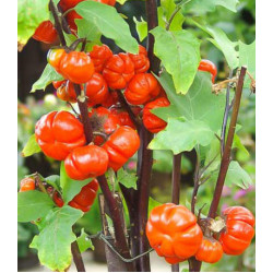 Паслен темноплодный Тыква на палочке