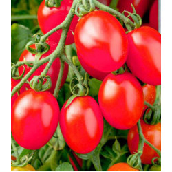 Томат Монисто розовое