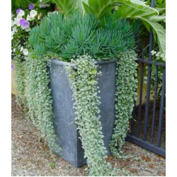 Дихондра Серебристый водопад