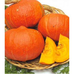 Тыква Лесной орех F1