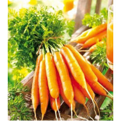 Морковь сахарная Лакомка F1