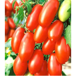 Томат Чудо-пальчики