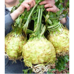 Сельдерей Королевская н��чь