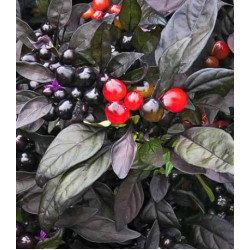 Перец декоративный Черный принц F1