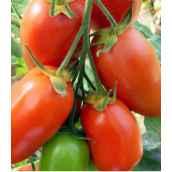 Томат Сибирский изобильный