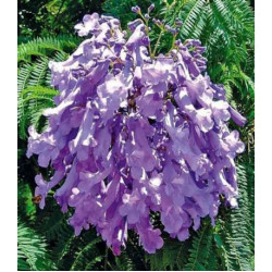 Жакаранда Фиалковое дерево