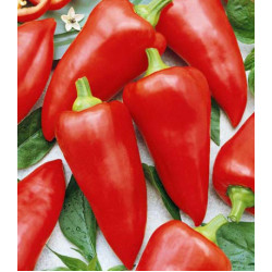 Перец сладкий Факир