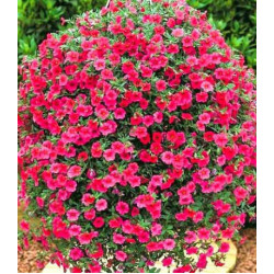 Петуния суперкаскадная Прилив розовый F1