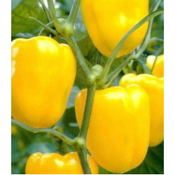 Перец сладкий Иволга