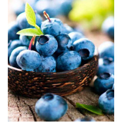 Черника обыкновенная Лесная жемчужина