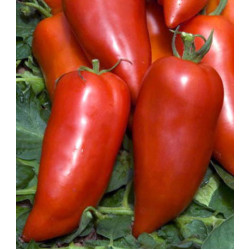 Томат Бананза