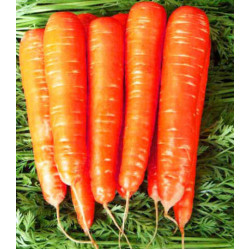 Морковь Карамель красная