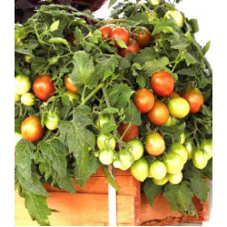 Томат ампельный Тамблинг Тайгер F1