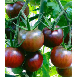 Томат Сладкая гроздь шоколадная