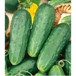 Огурец Серпантин
