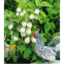 Баклажан Бэйби Уайт F1